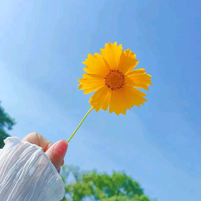 小白