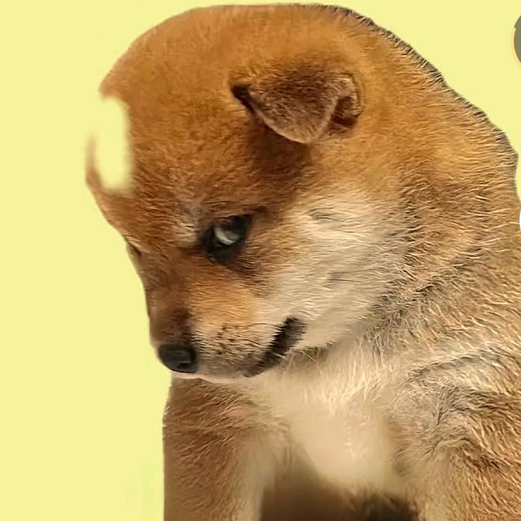 🍁求同存异🍂