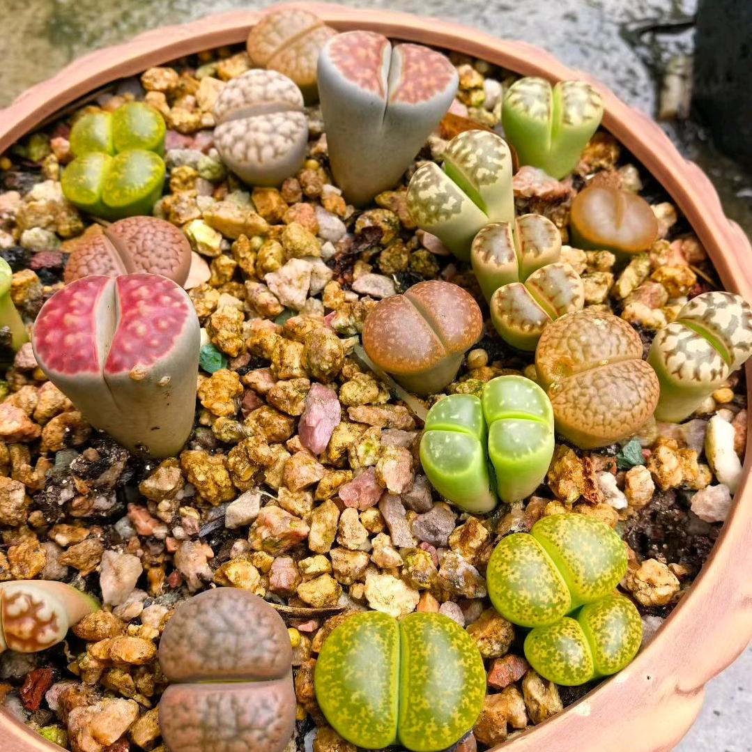 片片云霞(南平星光鼓队)