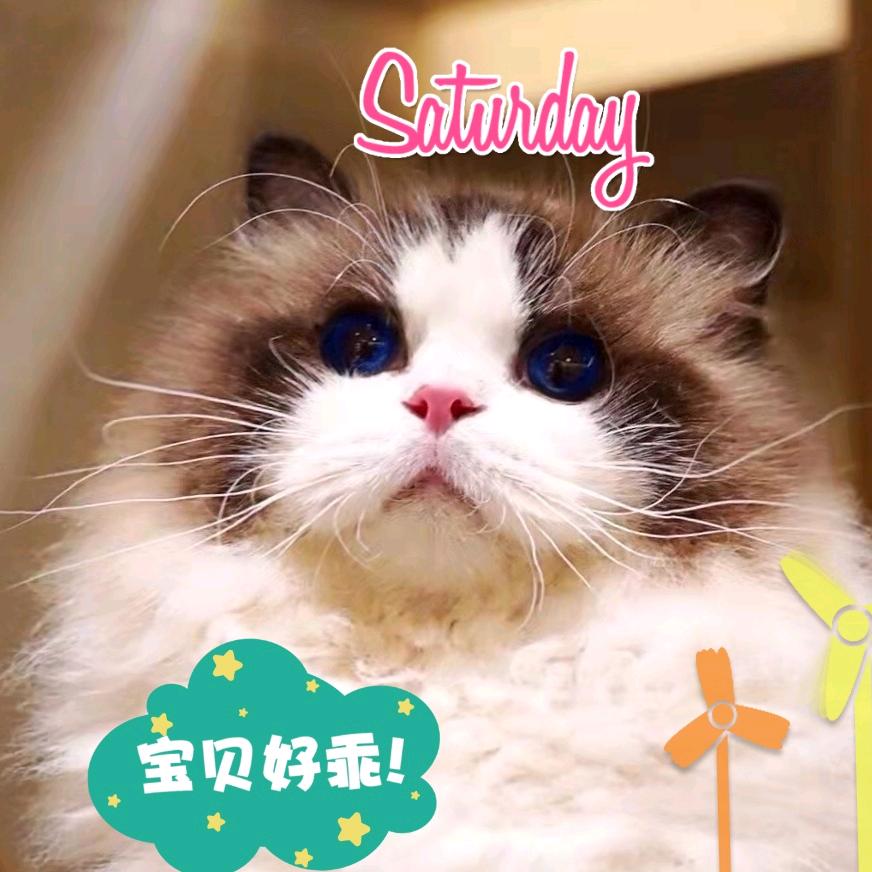 宁波理想（灵星）布偶猫舍