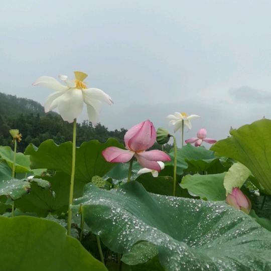 有金夫妇