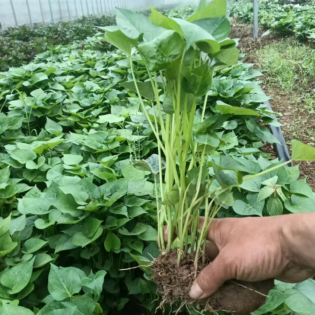 南阳市大玉农业有限公司1