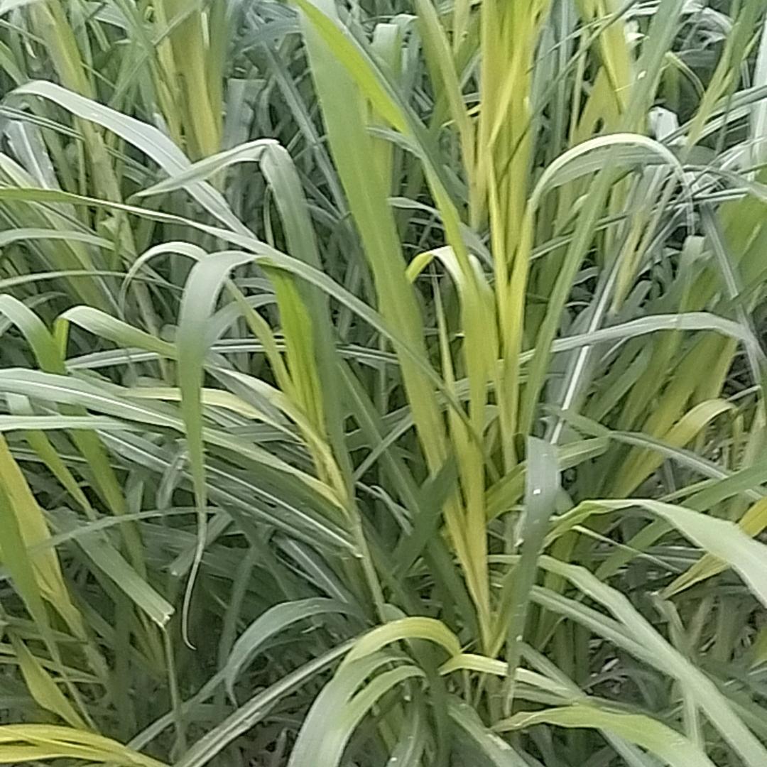认信小腊八（小号）
