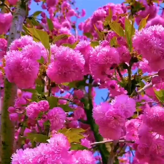 豪情花开富贵