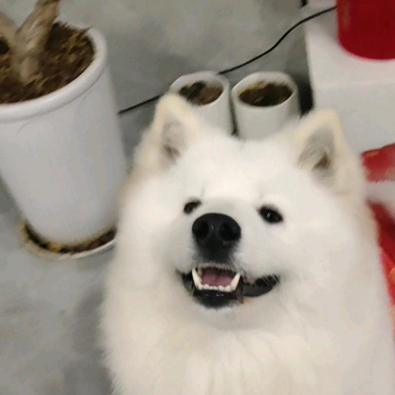 卡√仔仔