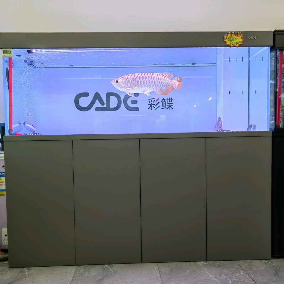 胡大仙爱养鱼（彩蝶鱼缸）🐠