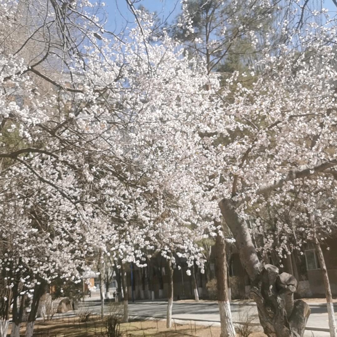 小玖