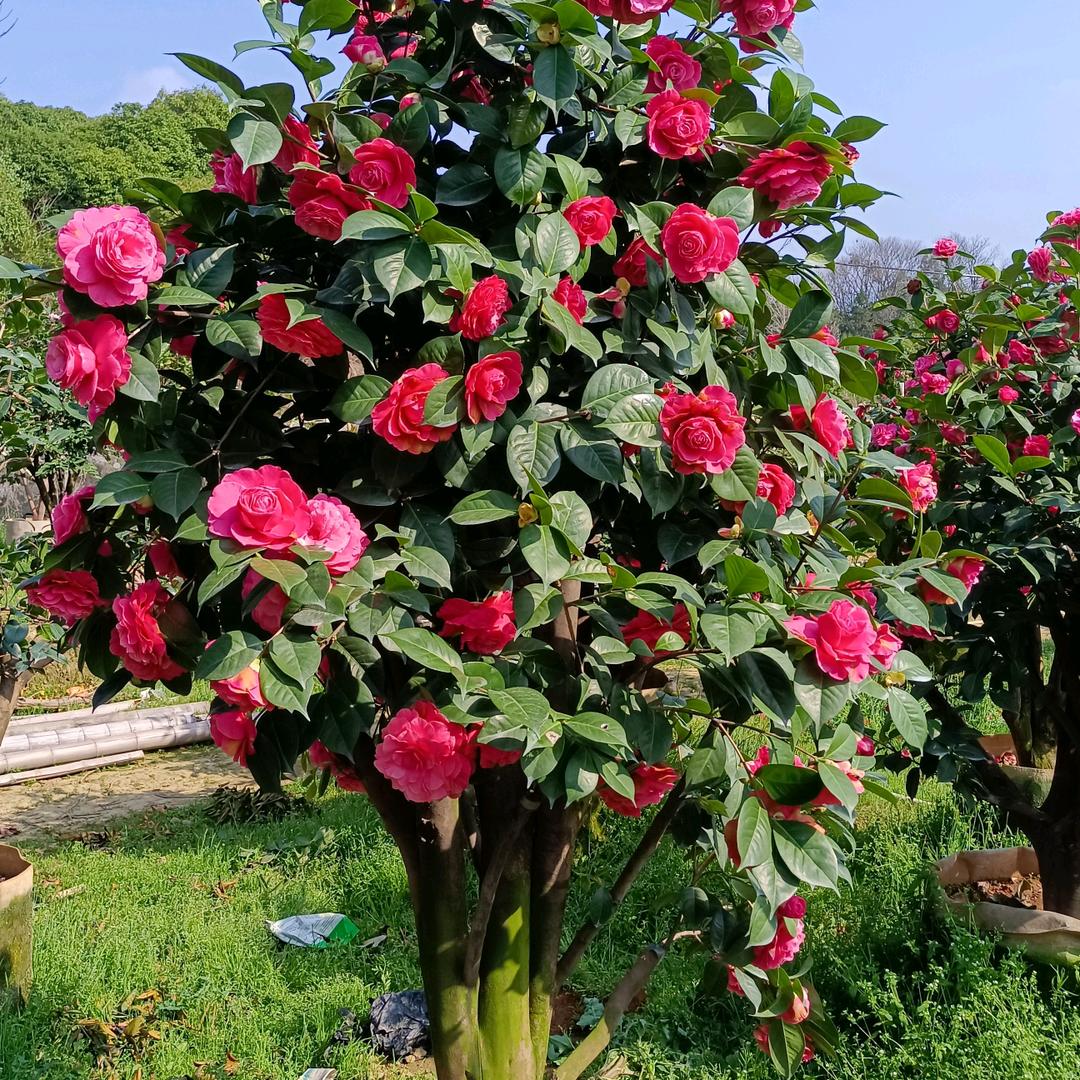 逸扬茶花