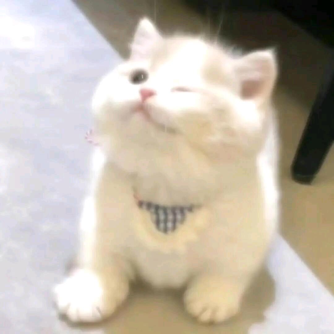 猫一只喵