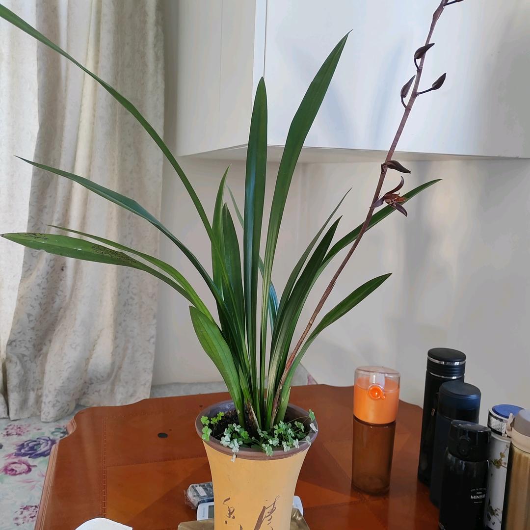 芦坤