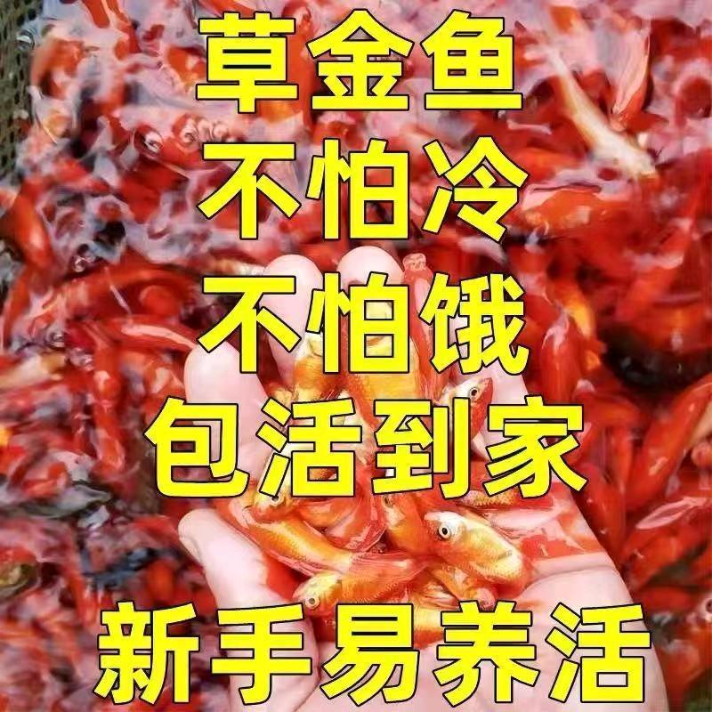 木水生渔