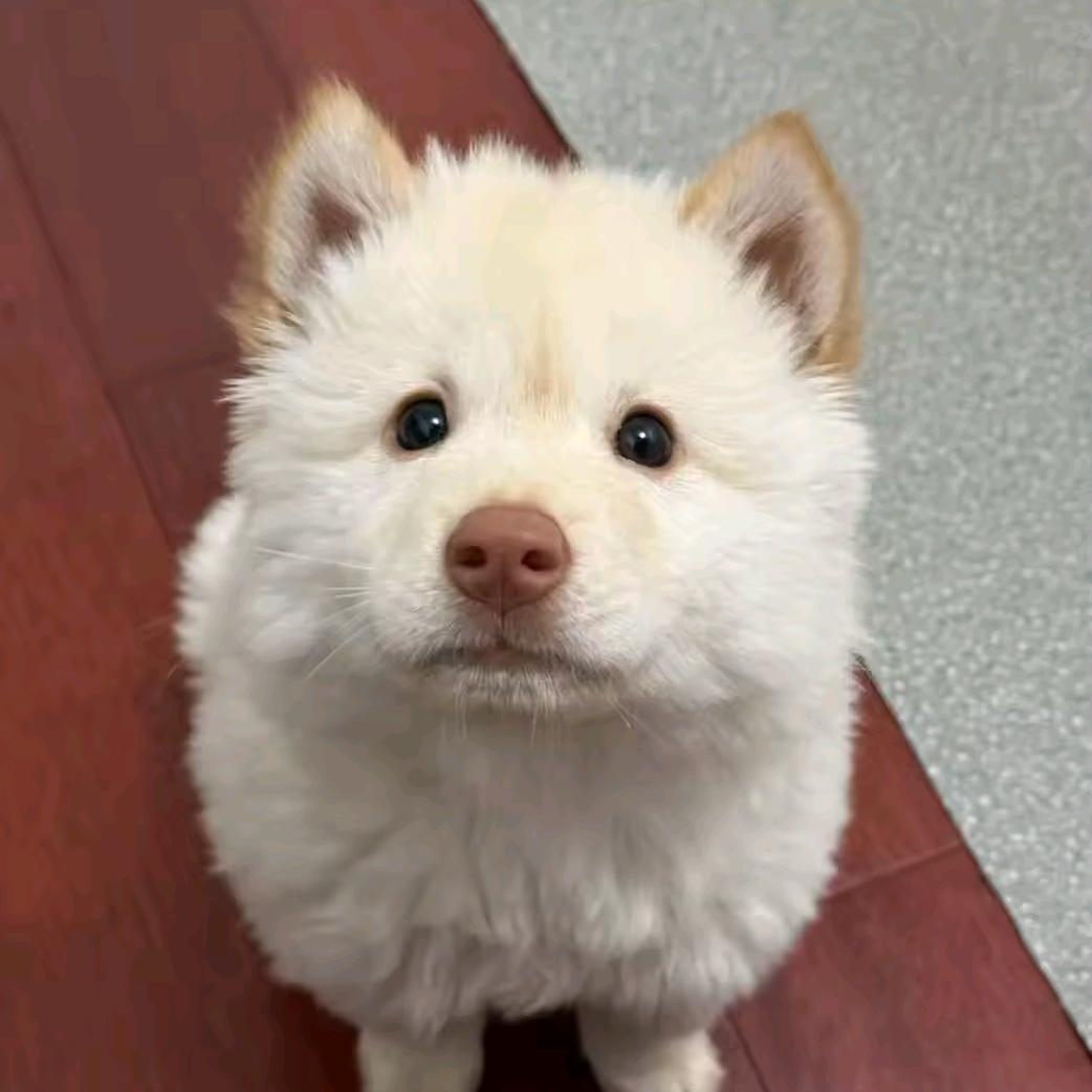 旺旺界得李子杨