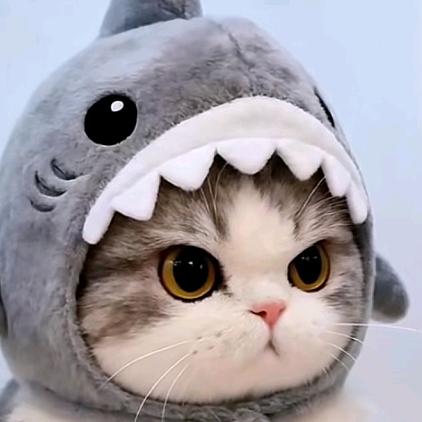 馋嘴小萌猫