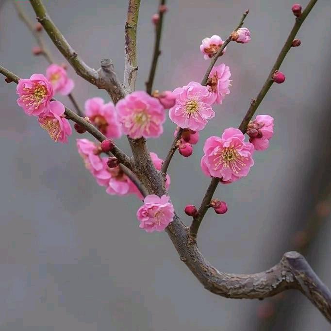 江珍