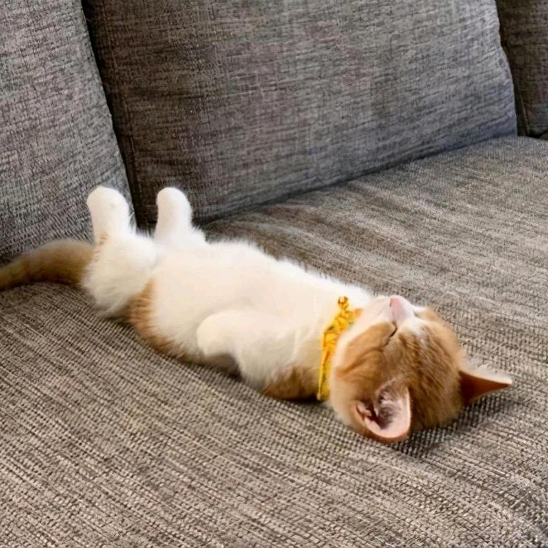 伏地魔（抖抖牌）