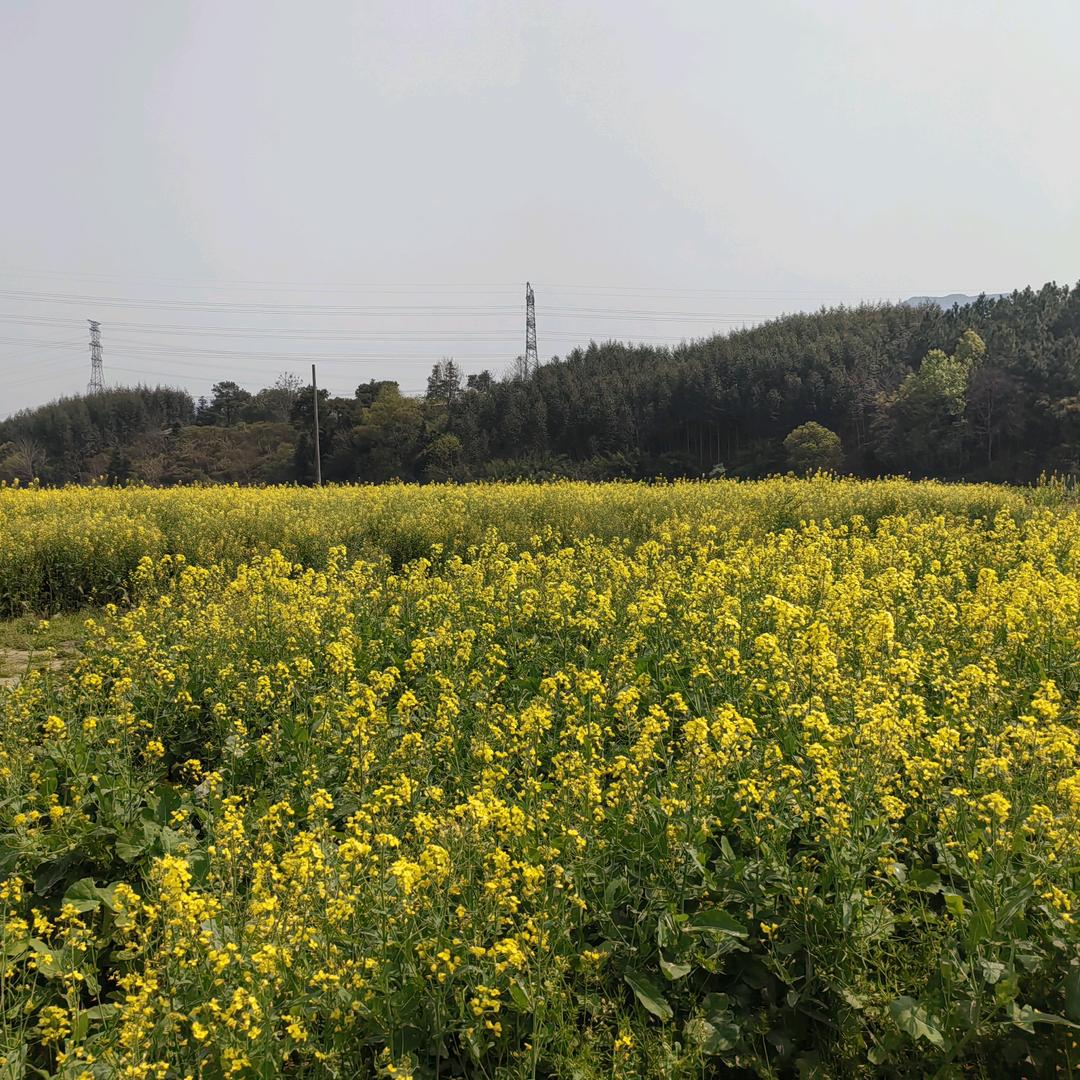 柠檬🍋🍋🍋🍋