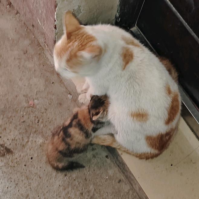 (៸៸᳐⦁⩊⦁៸៸᳐ )冷风