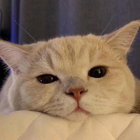 嘘嘘嘘