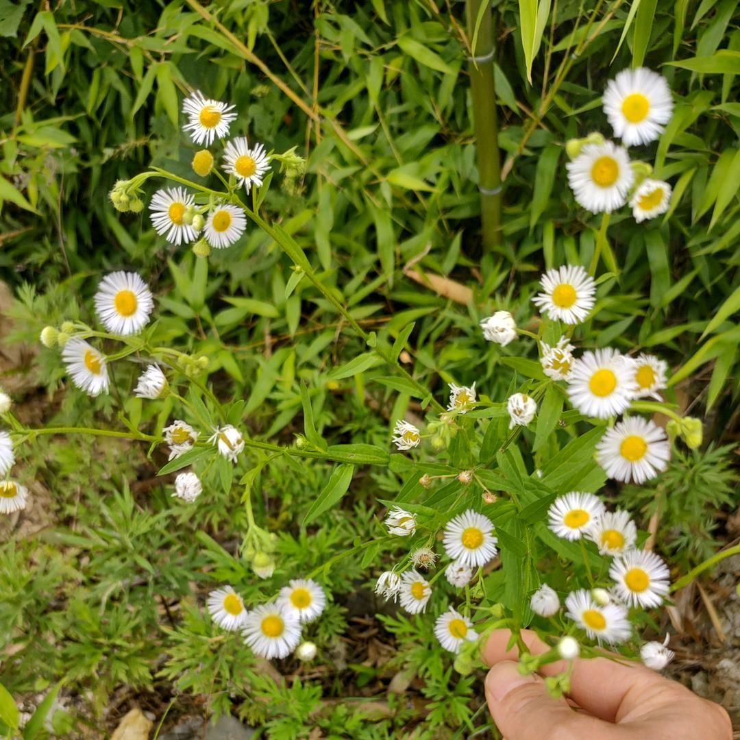 🇨🇳如鱼得水