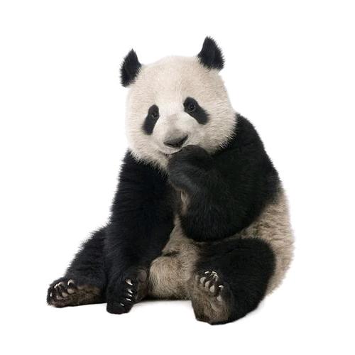 漓漓儿