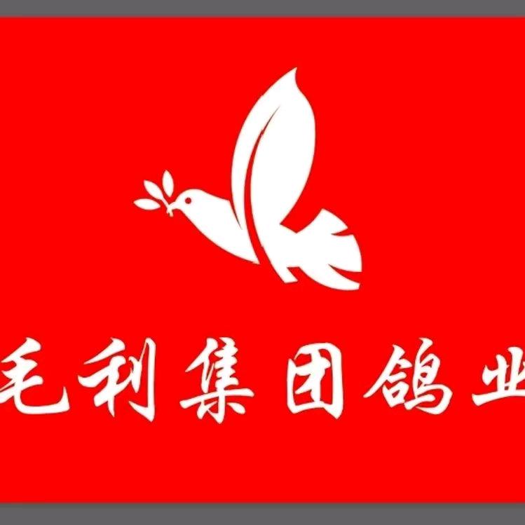 毛利赛事+🎣（辽北赛鸽王）