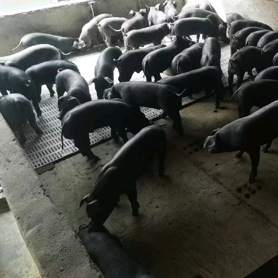 黑猪哥
