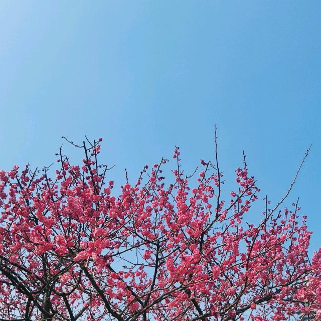 @红红手舞💞