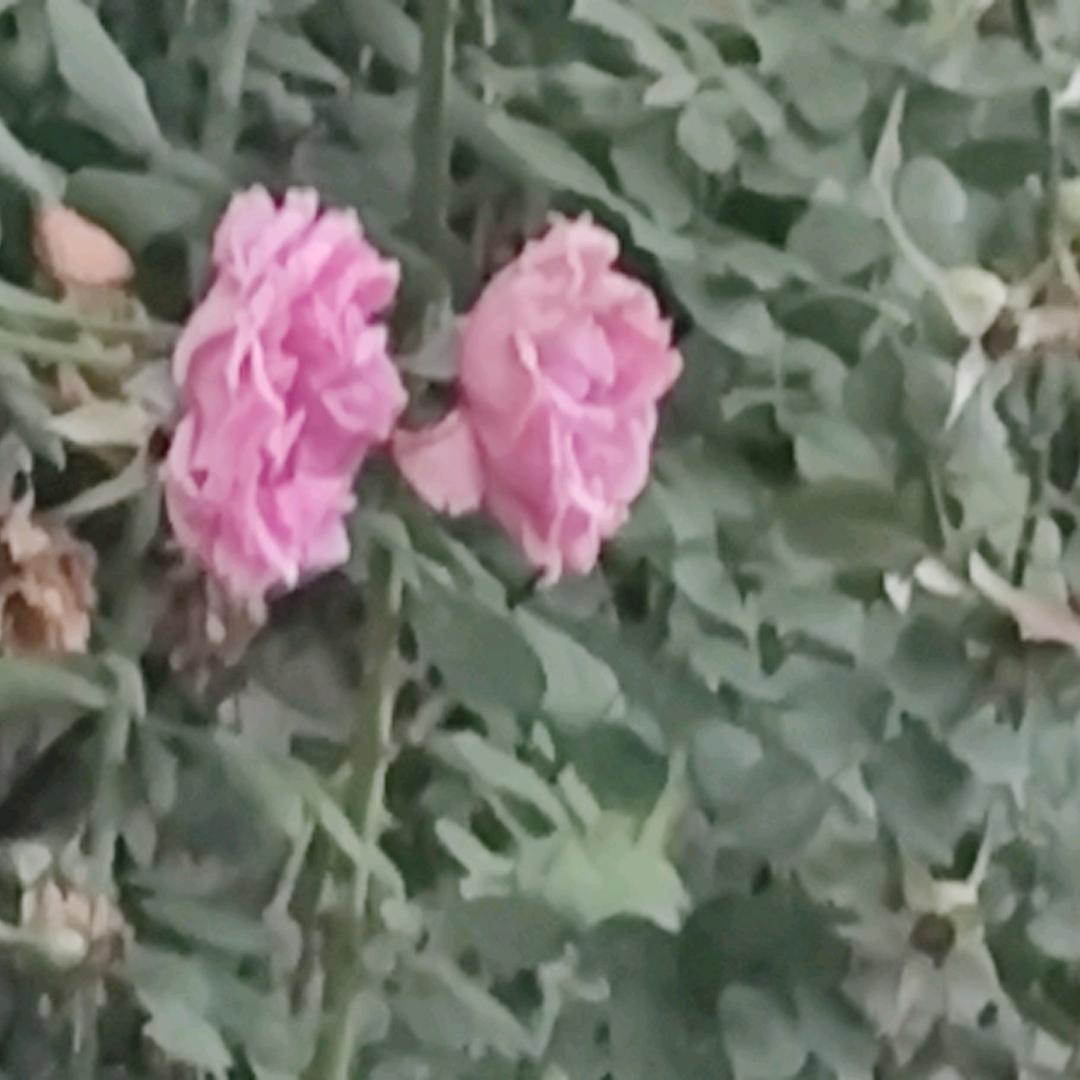 抗帕金森的进来......让我们一起抗帕