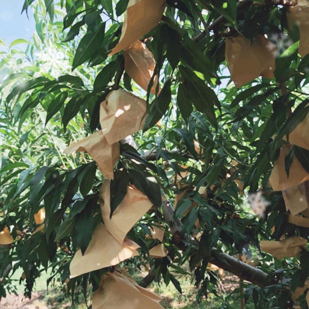 ::乾，水蜜桃，桃树苗: