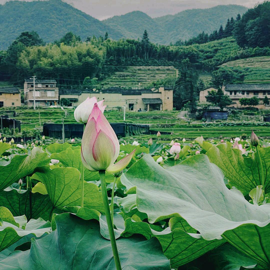 草莓