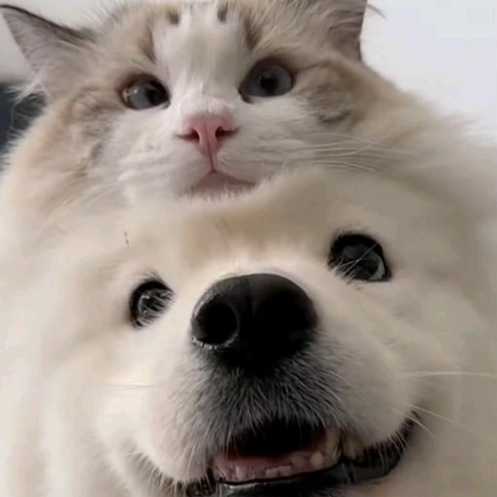 觳觫