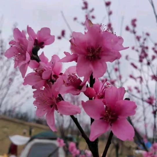 阿梅