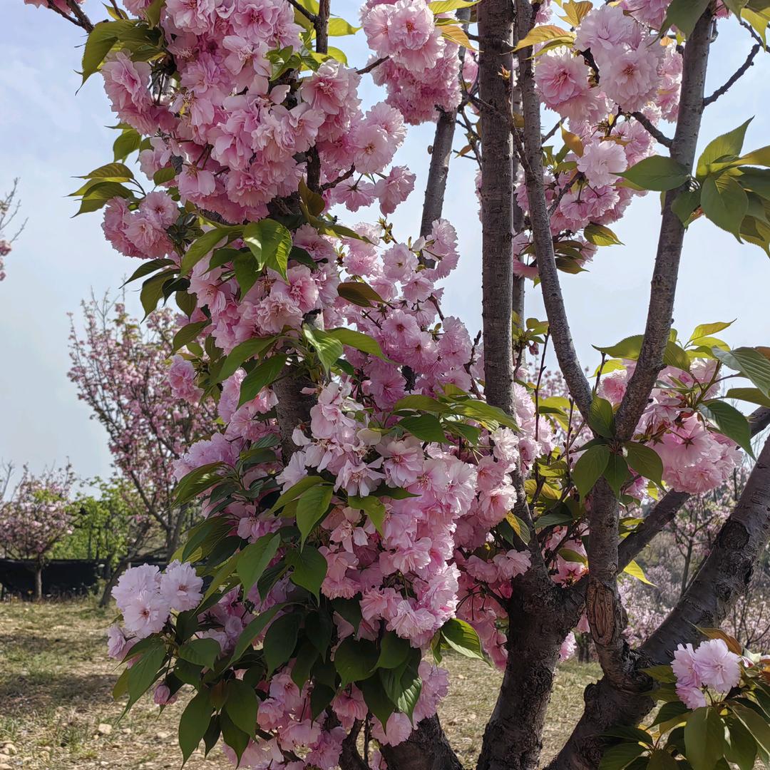 春暖花开