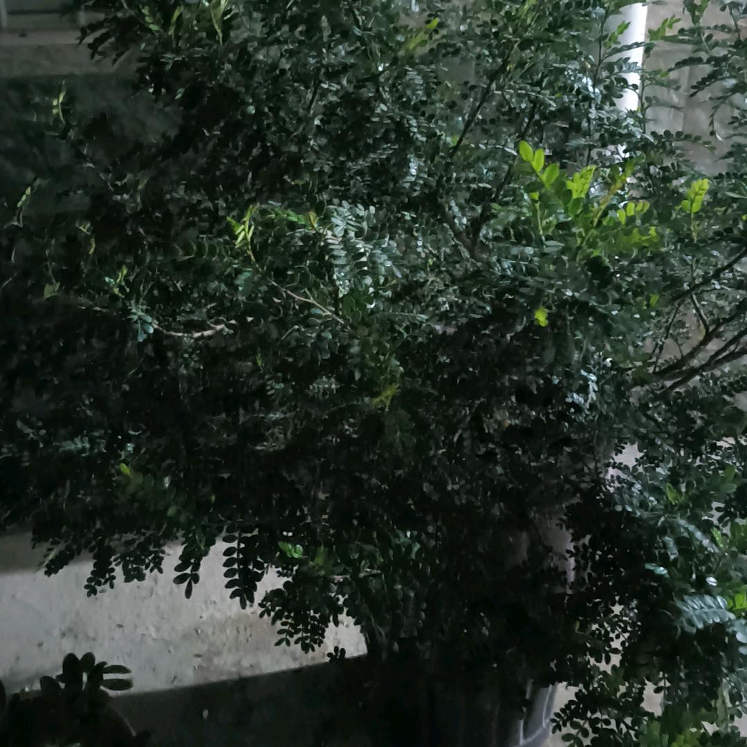 万事如意收豆子。大蒜