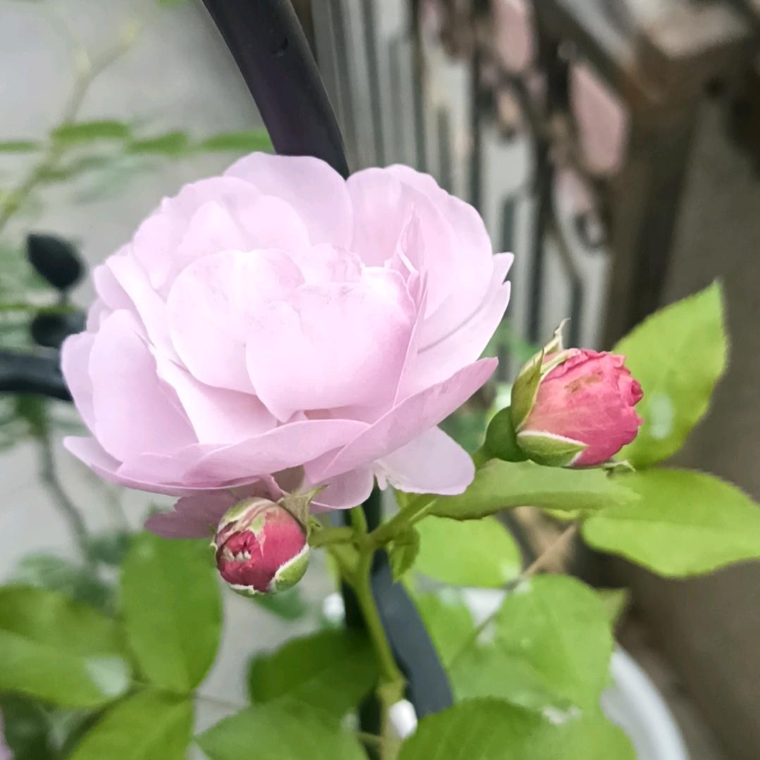 (◑ω◑)蔡☞♡☜符(◐ω◐)嘉(❀)宸