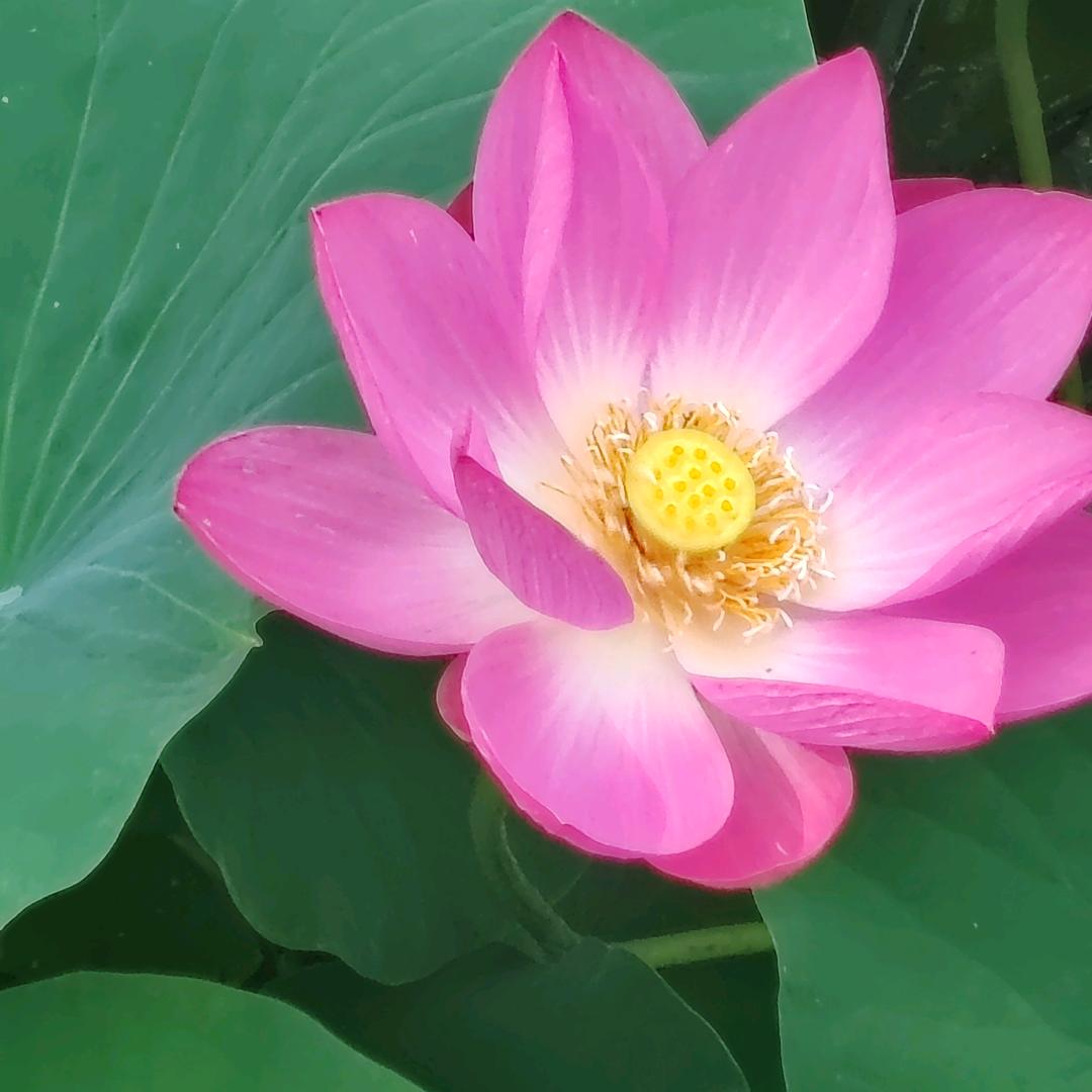 瓜州县达瑞思贸易有限公司