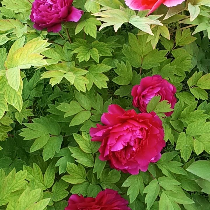 ^づ°笨蛋_皖葵ᵇᵃᵈʸ^