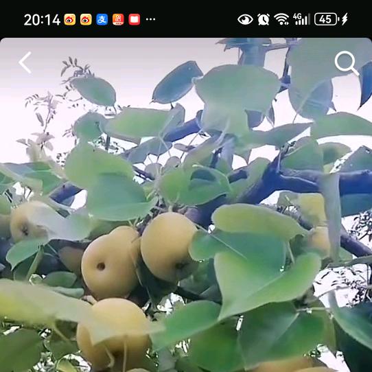 心如