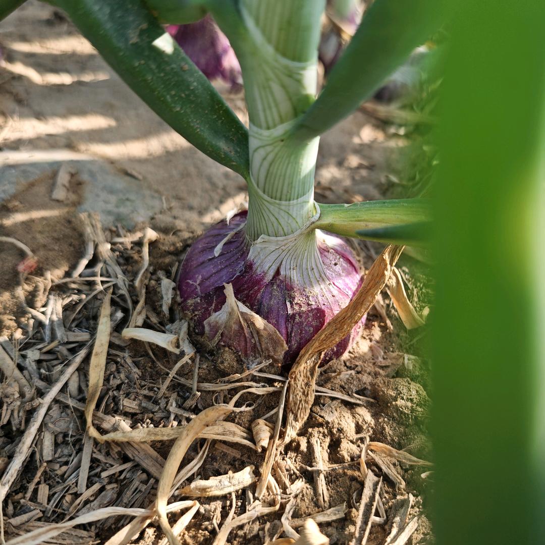 百亩良田好物坊总店