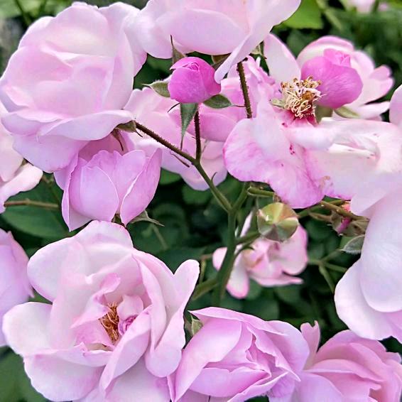 🌸(无可🍀替戴)🌸