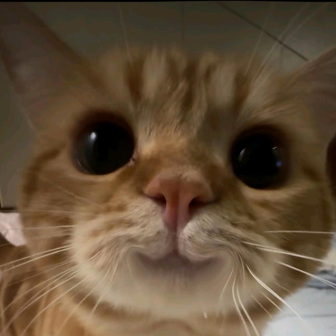 小猫被我追逐跑到柜子底下变身成为大老鼠