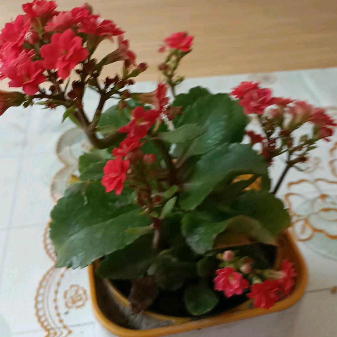 小金豆姥姥