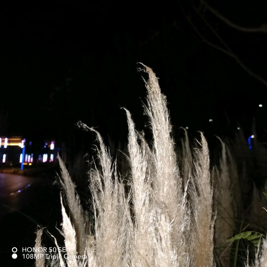 狼       道