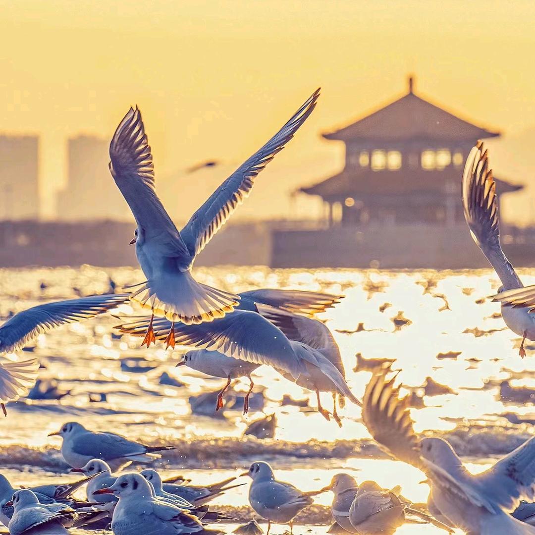 撒哈拉耳廓狐家纺