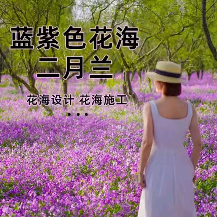 万紫千红种业