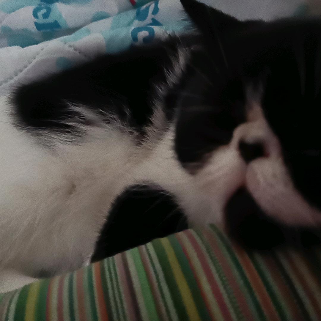 狼行天下~