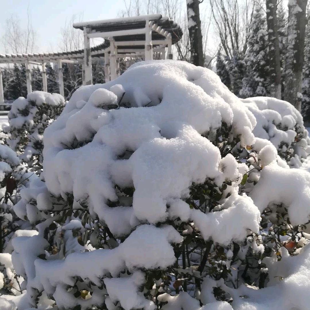 观雪🌨️