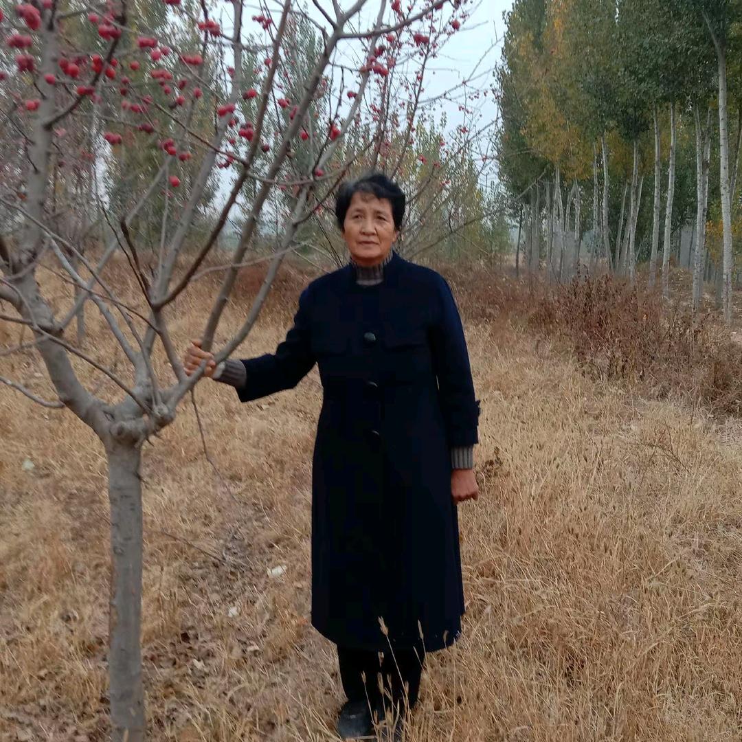 八月桂花