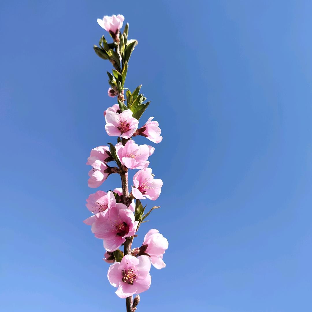 活着