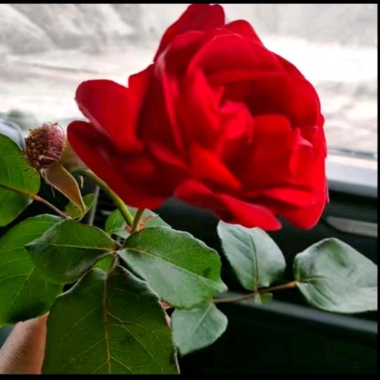 一生平安🌹🌻